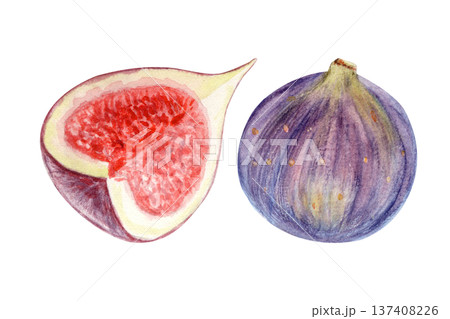 Fresh fig fruit set with whole ripe fig, sliced quoter showing red pulp, seeds. Hand-painted watercolor food illustration elements isolated on white for packaging, labels, menu design and recipes Fresh fig fruit set with whole ripe fig, sliced quoter showing red pulp, seeds. Hand-painted watercolor food illustration elements isolated on white for packaging, labels, menu design and recipes 137408226