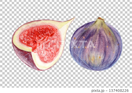 Fresh fig fruit set with whole ripe fig, sliced quoter showing red pulp, seeds. Hand-painted watercolor food illustration elements isolated on white for packaging, labels, menu design and recipes Fresh fig fruit set with whole ripe fig, sliced quoter showing red pulp, seeds. Hand-painted watercolor food illustration elements isolated on white for packaging, labels, menu design and recipes 137408226