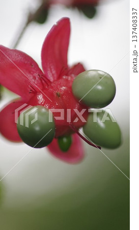 ミッキーマウスの木待ち受け画面 1 137408337