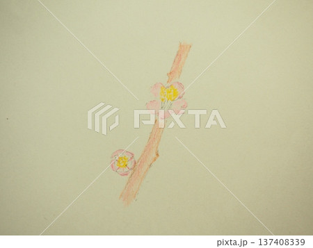 梅の花 137408339