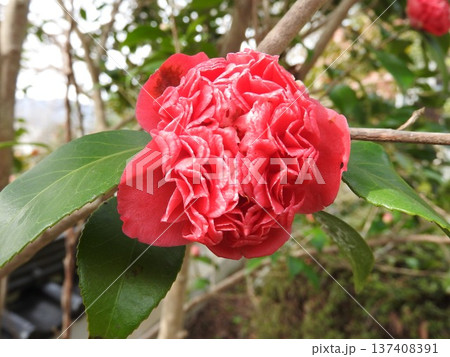 ツバキ（椿）の変わり種：紅卜伴（ベニボクハン）/紅唐子（ベニカラコ） 137408391