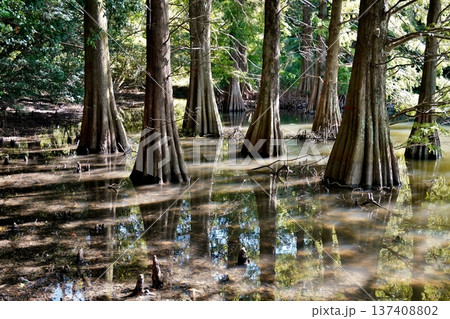 篠栗九大の森　神秘的な光景　落羽松（ラクウショウ） 137408802