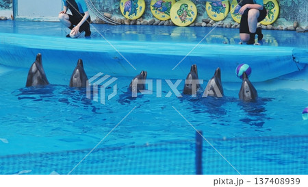 Two female trainers interacting with dolphins during a training session in a pool in crimea 137408939
