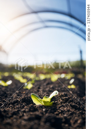 Plants, green growth and greenhouse background for farming, agriculture and vegetables growth in fertilizer or soil. Empty field for agro business, sustainability and gardening with leaves or lettuce 137408944