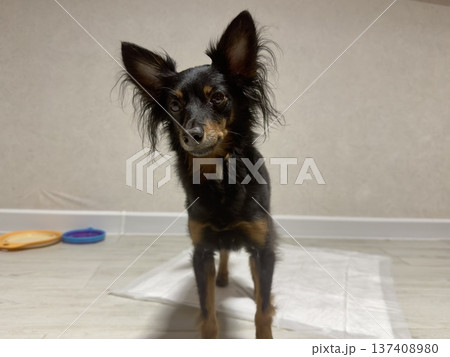 a small dog of the Prague rat or ratlik breed sits on a disposable diaper at home a small dog of the Prague rat or ratlik breed sits on a disposable diaper at home 137408980