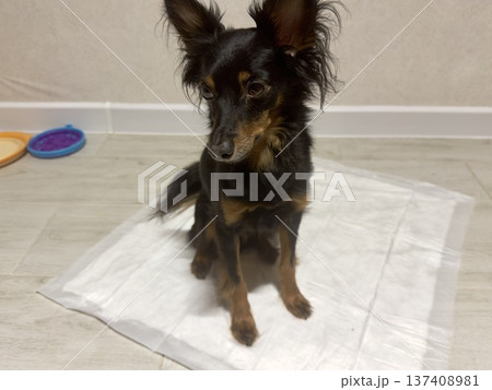 a small dog of the Prague rat or ratlik breed sits on a disposable diaper at home a small dog of the Prague rat or ratlik breed sits on a disposable diaper at home 137408981