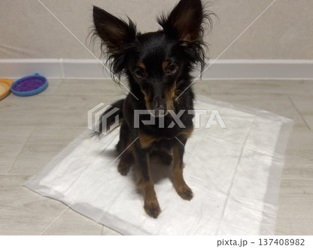 a small dog of the Prague rat or ratlik breed sits on a disposable diaper at home a small dog of the Prague rat or ratlik breed sits on a disposable diaper at home 137408982