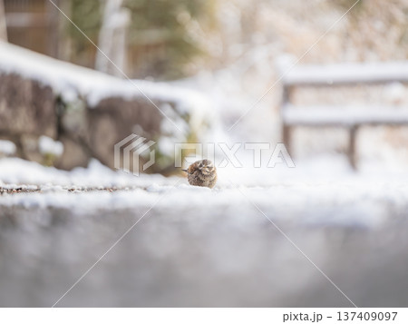 雪の中でまるくなる雀 137409097