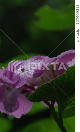 紫色の花びらを持つ紫陽花待ち受け画面 137409312
