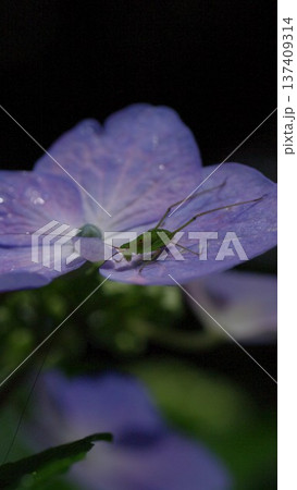 紫色の花びらを持つ紫陽花にバッタの幼虫 待ち受け画面 137409314