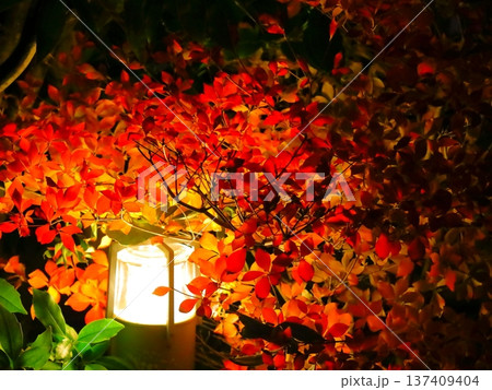 ライトに照らし出された紅葉 137409404