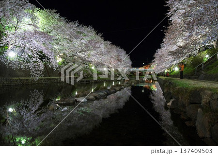 幻想的な春の夜、厚狭川に咲き誇る桜並木と美しい水鏡 幻想的な春の夜、厚狭川に咲き誇る桜並木と美しい水鏡 137409503