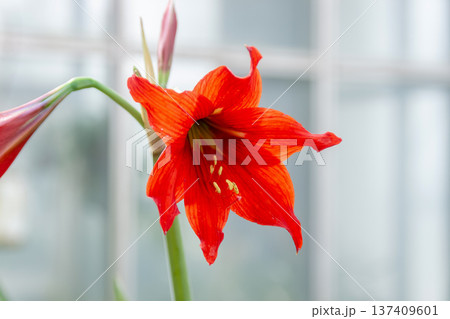 ヒッペアストルム・ミニアトゥム、アマリリスと呼ぶこともある 137409601