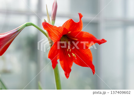 ヒッペアストルム・ミニアトゥム、アマリリスと呼ぶこともある 137409602