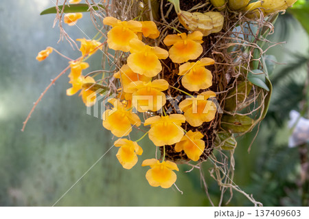 多数の黄色い花が咲くデンドロビウム・リンドレイ【ラン科】 137409603