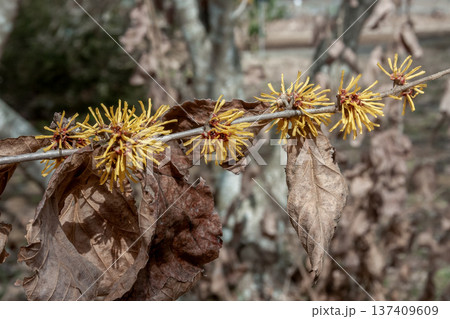 枯れ葉が花の時期に残るシナマンサク【マンサク科】 137409609