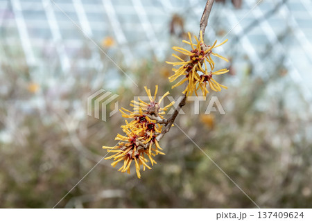 枯れ葉が花の時期に残るシナマンサク【マンサク科】 137409624