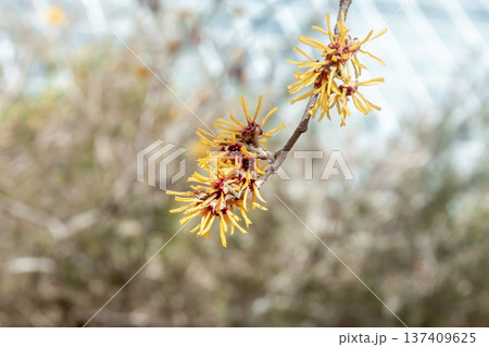 枯れ葉が花の時期に残るシナマンサク【マンサク科】 137409625