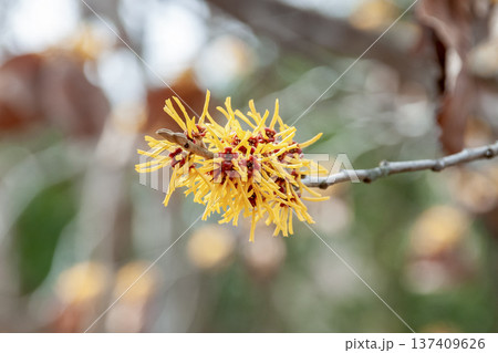 枯れ葉が花の時期に残るシナマンサク【マンサク科】 137409626