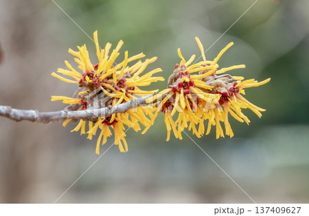 枯れ葉が花の時期に残るシナマンサク【マンサク科】 137409627