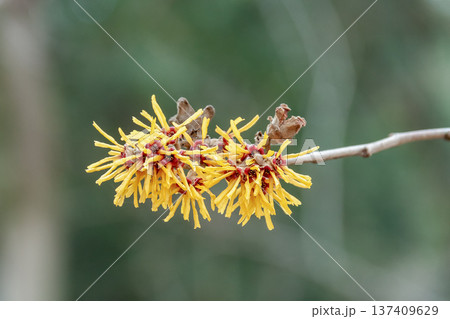 枯れ葉が花の時期に残るシナマンサク【マンサク科】 137409629