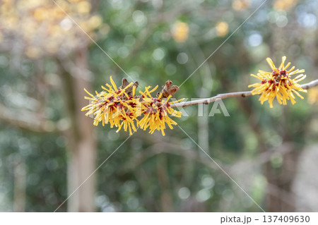 枯れ葉が花の時期に残るシナマンサク【マンサク科】 137409630