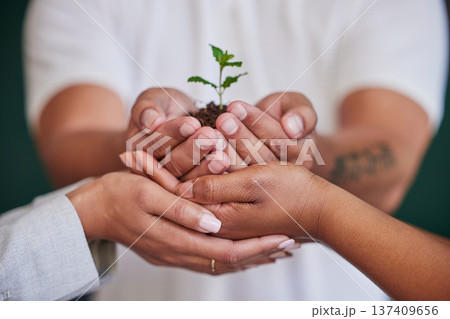 Nature, plant and hands of business people support new tree life, green leaf grow or agriculture project development. Sustainable, environment investment and closeup team helping eco friendly future 137409656