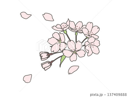 桜の花びらが舞うイラスト 桜の花びらが舞うイラスト 137409888