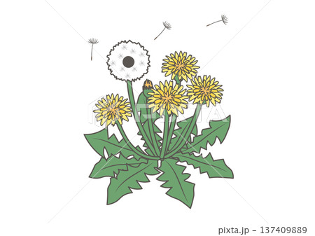 たんぽぽと風に飛ぶ綿毛のイラスト 137409889