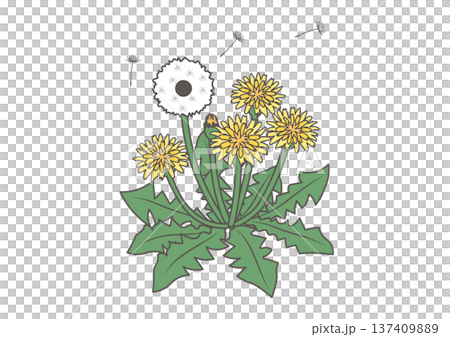 たんぽぽと風に飛ぶ綿毛のイラスト 137409889