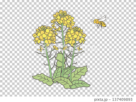 油菜花和蜜蜂插圖 137409893
