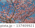 三重県で桜の名所、松阪市笠松河津桜ロードの河津桜 137409921