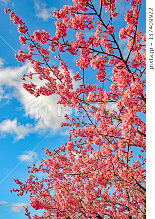 三重県で桜の名所、松阪市笠松河津桜ロードの河津桜 三重県で桜の名所、松阪市笠松河津桜ロードの河津桜 137409922