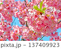 三重県で桜の名所、松阪市笠松河津桜ロードの河津桜 137409923