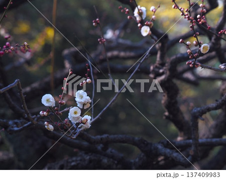 早春の浜離宮恩賜庭園に咲く梅の花 137409983