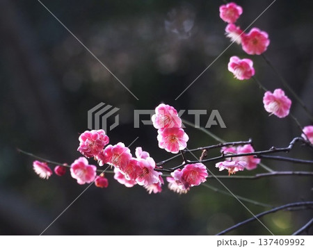早春の浜離宮恩賜庭園に咲く梅の花 137409992