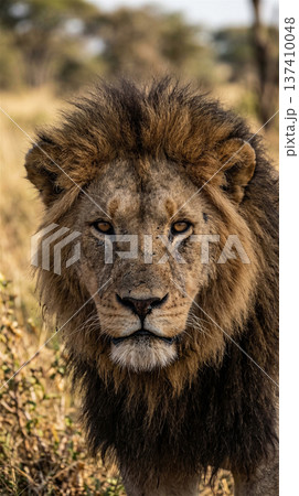 夕暮れのサバンナを威風堂々と歩くオスライオン 百獣の王 全身 夕暮れのサバンナを威風堂々と歩くオスライオン 百獣の王 全身 137410048