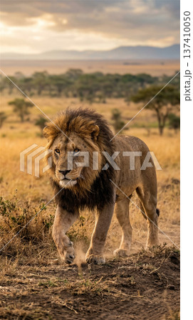 夕暮れのサバンナを威風堂々と歩くオスライオン 百獣の王 全身 137410050