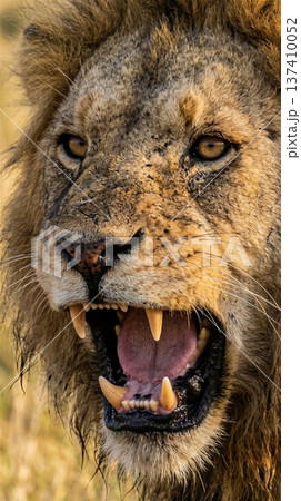 夕暮れのサバンナを威風堂々と歩くオスライオン 百獣の王 全身 137410052