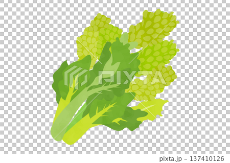 手繪油菜籽插圖 137410126