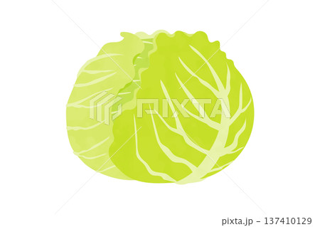 春キャベツの手描き風イラスト 137410129