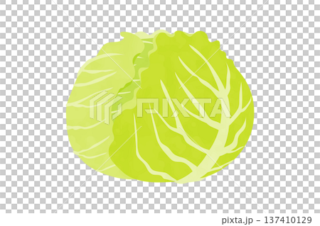春キャベツの手描き風イラスト 137410129
