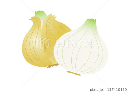 新玉ねぎの手描き風イラスト 137410130