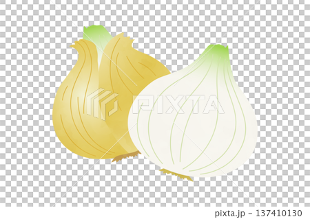 新玉ねぎの手描き風イラスト 137410130