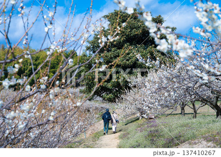 群馬・箕郷梅林 137410267