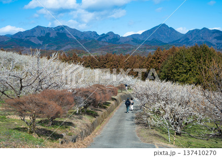 群馬・箕郷梅林 群馬・箕郷梅林 137410270