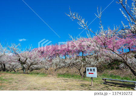 群馬・箕郷梅林の白梅と河津桜 群馬・箕郷梅林の白梅と河津桜 137410272