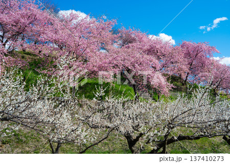 群馬・箕郷梅林の白梅と河津桜 137410273