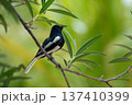 Oriental magpie robin sitting on a tree branch with green natural background and soft bokeh in tropical outdoor environment. 137410399