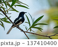 A black and white oriental magpie robin sitting on a branch with green leaves and soft natural background bokeh in tropical outdoor environment. 137410400